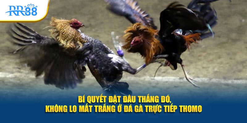 Bí quyết đặt đâu thắng đó, không lo mất trắng ở đá gà trực tiếp Thomo