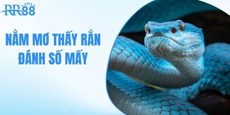 nằm mơ thấy rắn đánh số mấy